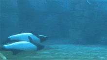 two dolphins are swimming in a tank of water