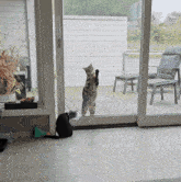 Cat Pawing Cat Banging GIF