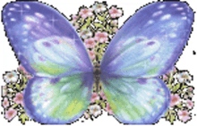 images butterfly