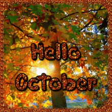Hello October Tree GIF - Hello October Tree Sunshine GIFs