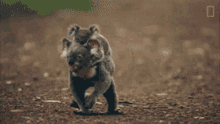 Piggy Back Koala Hug GIF
