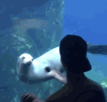 Seal Balls GIF - Seal Balls Cute Animals GIFs