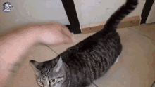 Cat Back Scratch Fail GIF - Cat Back Scratch Fail Cat Back Scratch GIFs