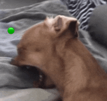 a dog is laying on a bed with a green ball in the background