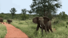 Elephant Stampede GIF