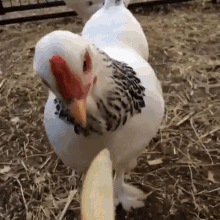 Angry Chicken Wake Up Chicken GIF - Angry Chicken Wake Up Chicken Wake Up GIFs