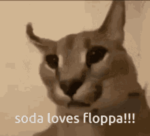Soda Loves Floppa Floppa GIF - Soda Loves Floppa Floppa GIFs