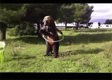 Bear Hoola GIF - Bear Hoola Hoola Hoop GIFs