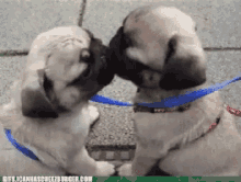 kisses pugs cute dogs