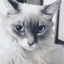Shocked Face Reaction GIF - Shocked Face Reaction Cat GIFs
