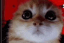 Catangy Catmad GIF - Catangy Catmad Cat Angy GIFs