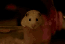Cute Hamster GIF - Hamster Cute Cute Animal GIFs