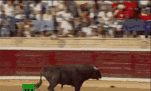 taurus angry bull mad chasing