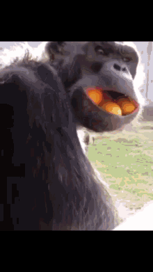 GIF-файлы по теме "Monkey Angry" | Tenor