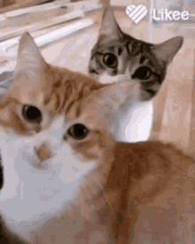 Jealousy Cat GIF - Jealousy Cat Cats GIFs
