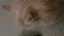 a close up of a cat 's face on a carpeted floor