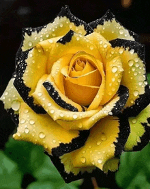 A Rose For A Rose GIF - A Rose For A Rose GIFs