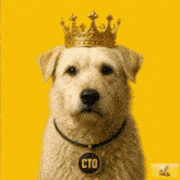 a dog wearing a crown and a necklace with the word cto on it