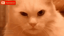 Cat Angry GIF - Cat Angry Pissed Off GIFs