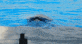 a killer whale is swimming in a pool and looking at the camera