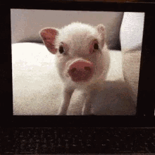 Pig Laptop GIF