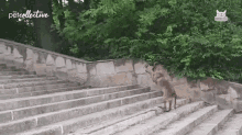 Dog Tricks Going Up GIF - Dog Tricks Going Up Jumping GIFs