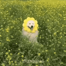 Dog Smile Dog GIF - Dog Smile Dog Flower GIFs