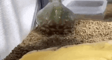 a frog is sitting on top of a yellow pillow in a terrarium .