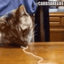 carbs are life cat spaghetti pasta nom nom