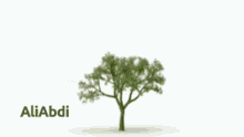 Tree GIF