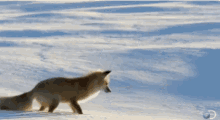 Pounce Snow GIF - Pounce Snow Fox GIFs