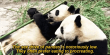 Panda Lazy GIF - Panda Lazy Sex GIFs