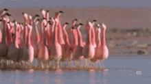 Gaggle Flamingos GIF - Gaggle Flamingos GIFs