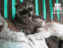 Racoon2 Love You Cat2 GIF - Racoon2 Love You Cat2 Hug GIFs