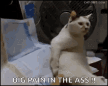 Cat Funny Cat GIF - Cat Funny Cat Big Pain In The Ass GIFs