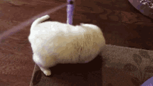 Cats Pets GIF - Cats Pets Play Time GIFs