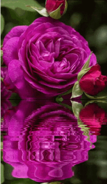 Rose Water Pinks2 GIF - Rose Water Pinks2 GIFs