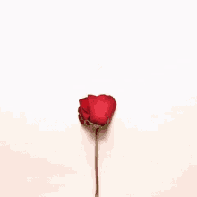 Rose Transforme GIF - Rose Se Transforme GIFs