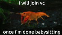 Shrimp Babysitting I Will Join Vc GIF