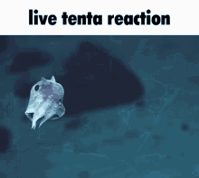 Tenta Live GIF - Tenta Live Reaction GIFs