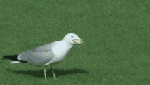 seagull funny