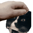 Petpet Cat Sticker