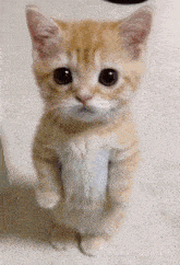 a small orange and white kitten standing on its hind legs and looking at the camera