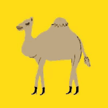Spiritanimal Camel GIF