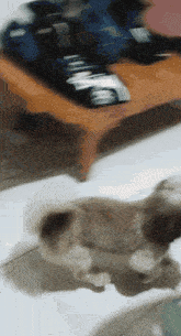 a blurred image of a dog standing in front of a remote control