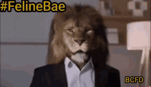 Bcfd Feline Bae GIF - Bcfd Feline Bae Lion King GIFs