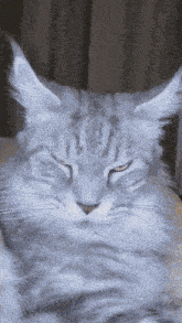 a close up of a cat 's face with its eyes closed