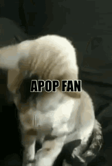 Apop Apopfan GIF - Apop Apopfan Apop Real GIFs