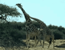 giraffes fighting