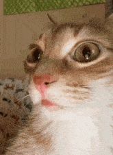 a close up of a cat 's face with a blurred background